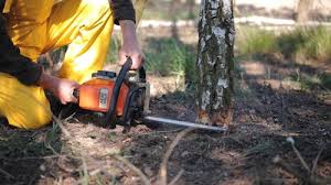 How Our Tree Care Process Works  in  Slater, IA